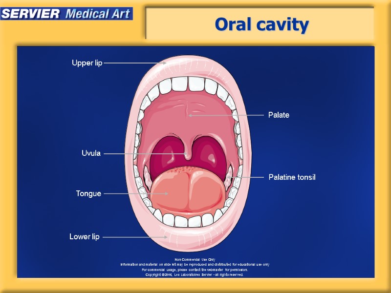 Oral cavity Upper lip Lower lip Uvula Palatine tonsil Tongue Palate